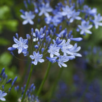 Agapanthus (AGAPANTO) Archivi - Floriana Bulbose