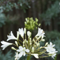 Agapanthus (AGAPANTO) Archivi - Floriana Bulbose