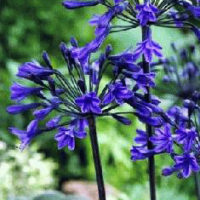 Agapanthus (AGAPANTO) Archivi - Floriana Bulbose