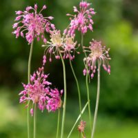 Allium carinatum pulchellum
