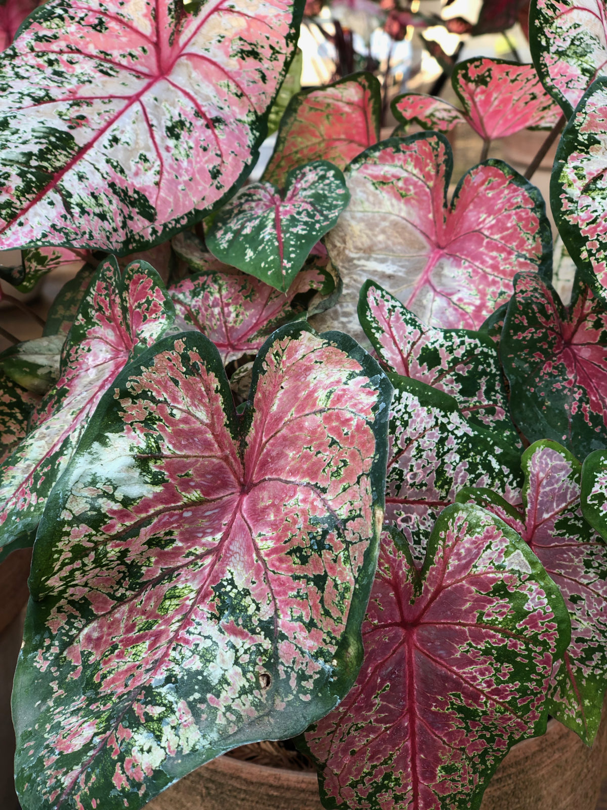 Caladium PINK BEAUTY (rizoma XL)