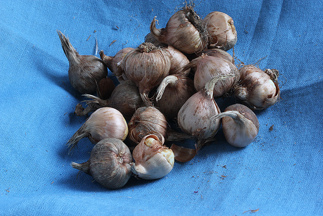 Crocus versicolor PICTURATUS