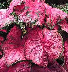 Caladium FANNIE MUNSON