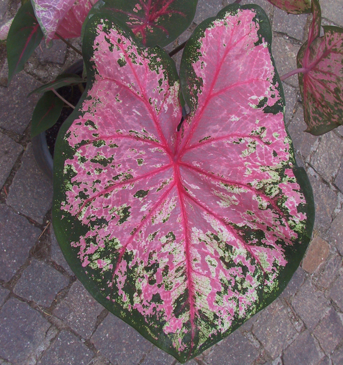 Caladium PINK BEAUTY (rizoma XL)