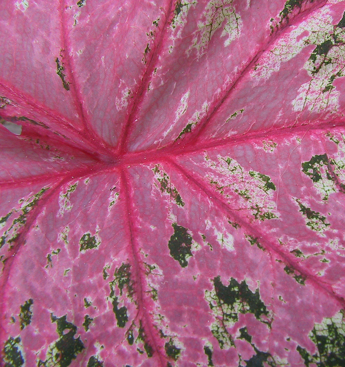 Caladium PINK BEAUTY (rizoma XL)