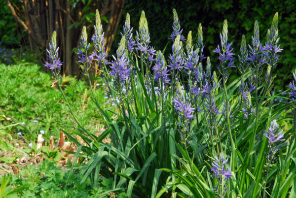 Camassia cusickii