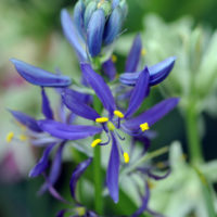 Camassia quamash