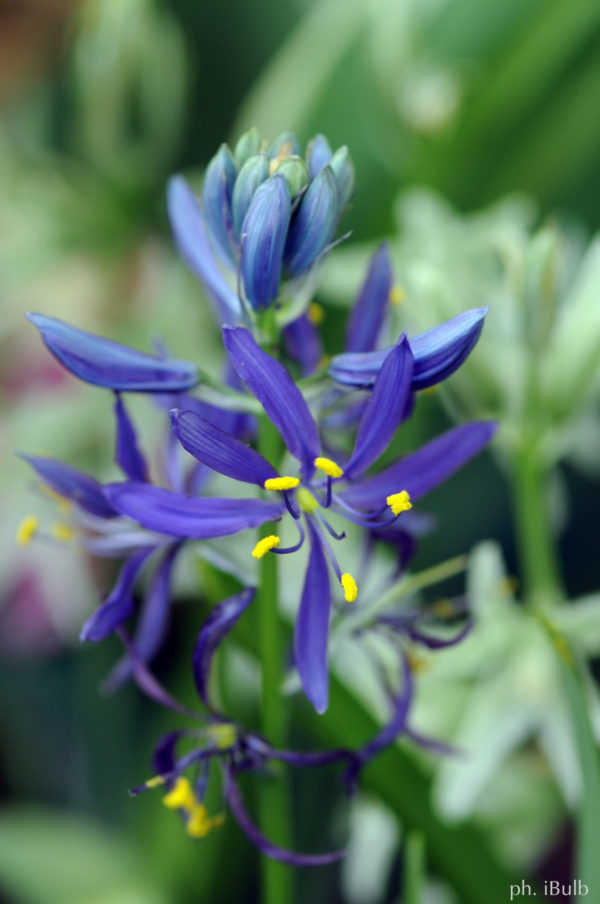Camassia quamash