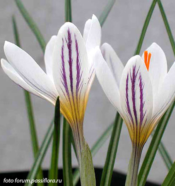 Crocus versicolor PICTURATUS