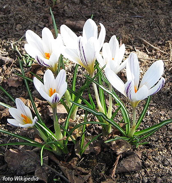 Crocus versicolor PICTURATUS