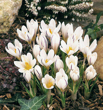 Crocus versicolor PICTURATUS