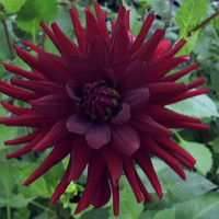 Dahlia (DALIA cactus)