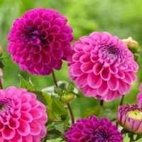 Dahlia (DALIA pompon)