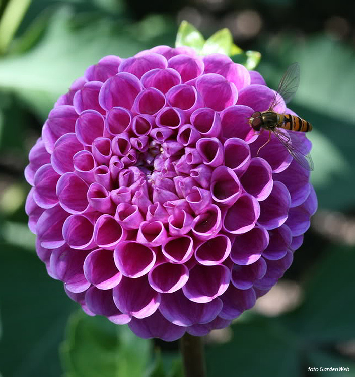 Dahlia (pompon) FRANZ KAFKA
