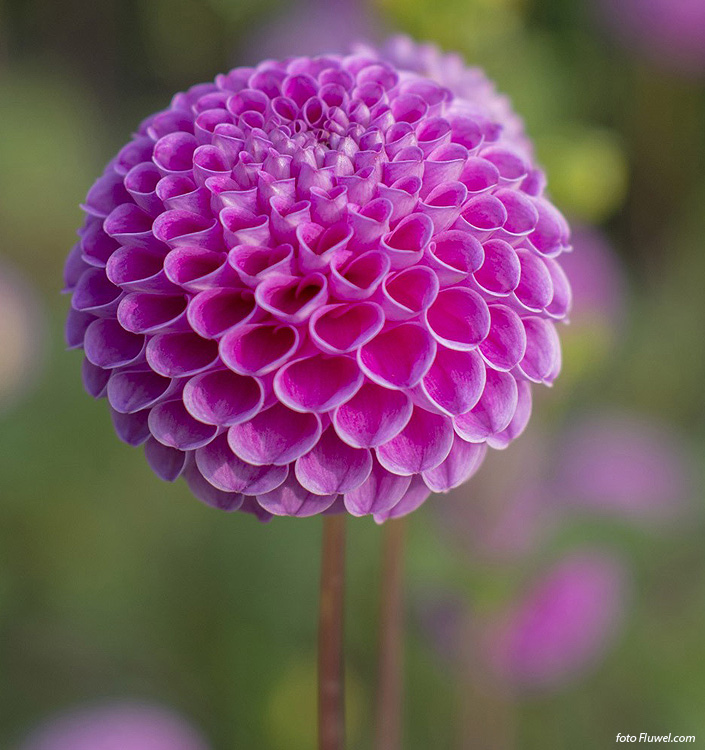 Dahlia (pompon) FRANZ KAFKA