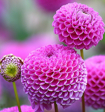 Dahlia (pompon) FRANZ KAFKA