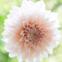 Dahlia (DALIA decorativa)