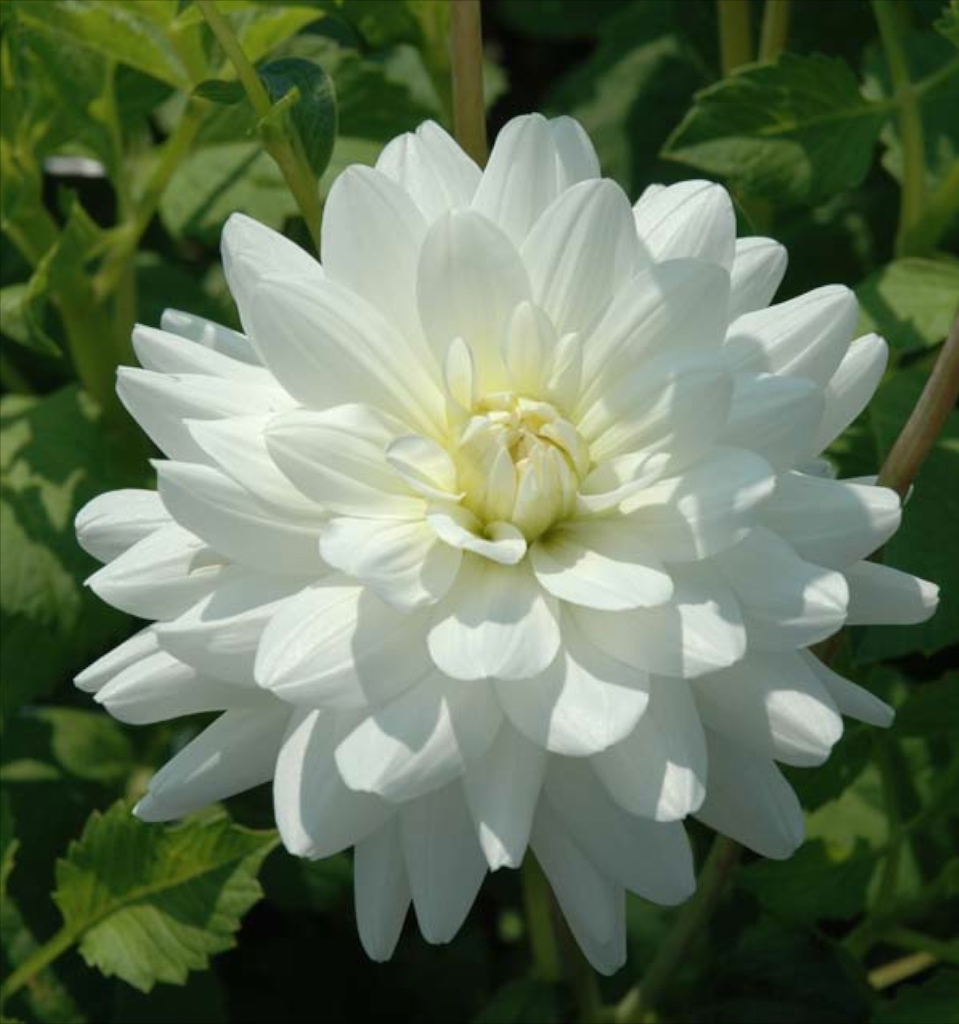 Dahlia (ninfea) LE CASTEL