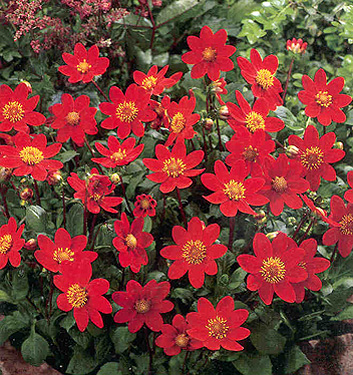 Dahlia (top-mix) RED