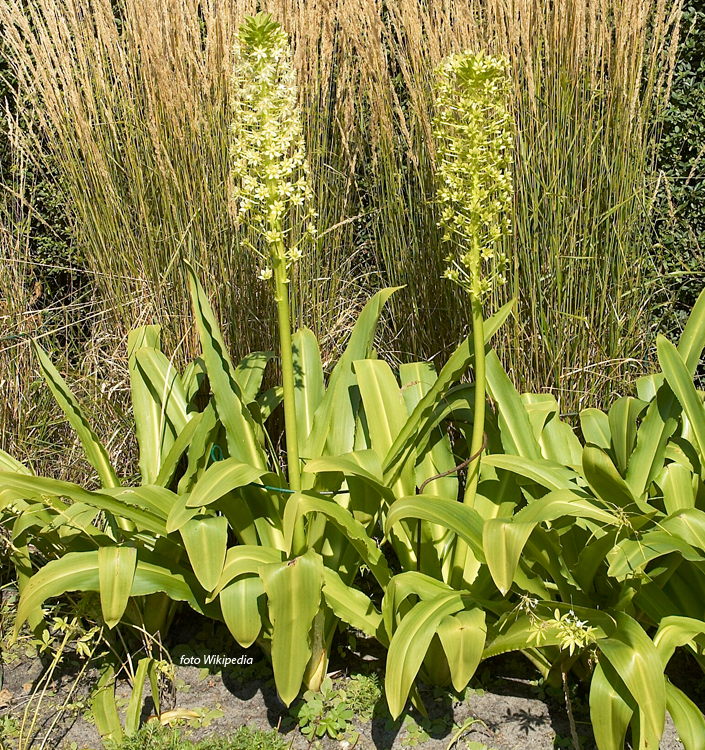 Eucomis pole-evansii