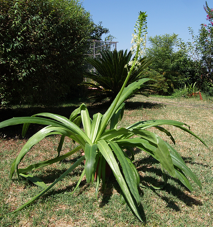 Eucomis pole-evansii