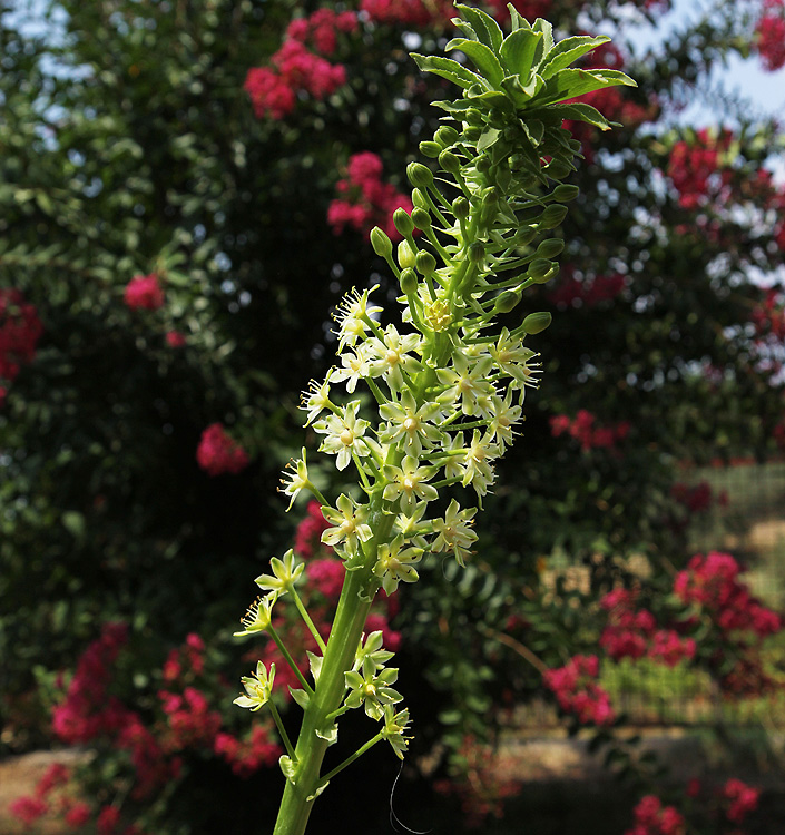 Eucomis pole-evansii