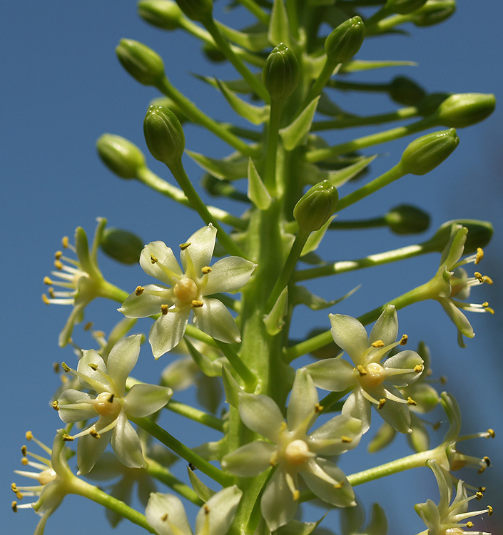 Eucomis pole-evansii