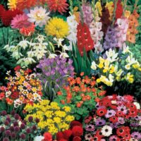 FLORIANA Selection