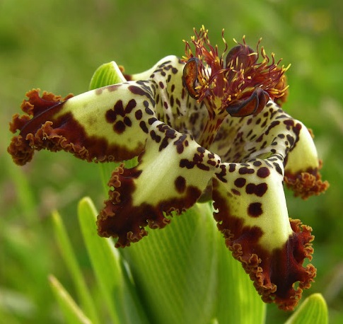 Ferraria crispa