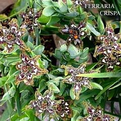 Ferraria crispa