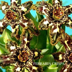 Ferraria crispa