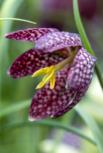 Fritillaria meleagris in miscuglio