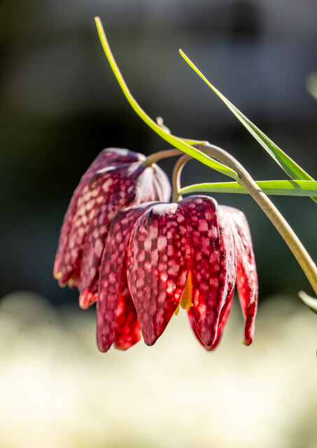 Fritillaria meleagris in miscuglio