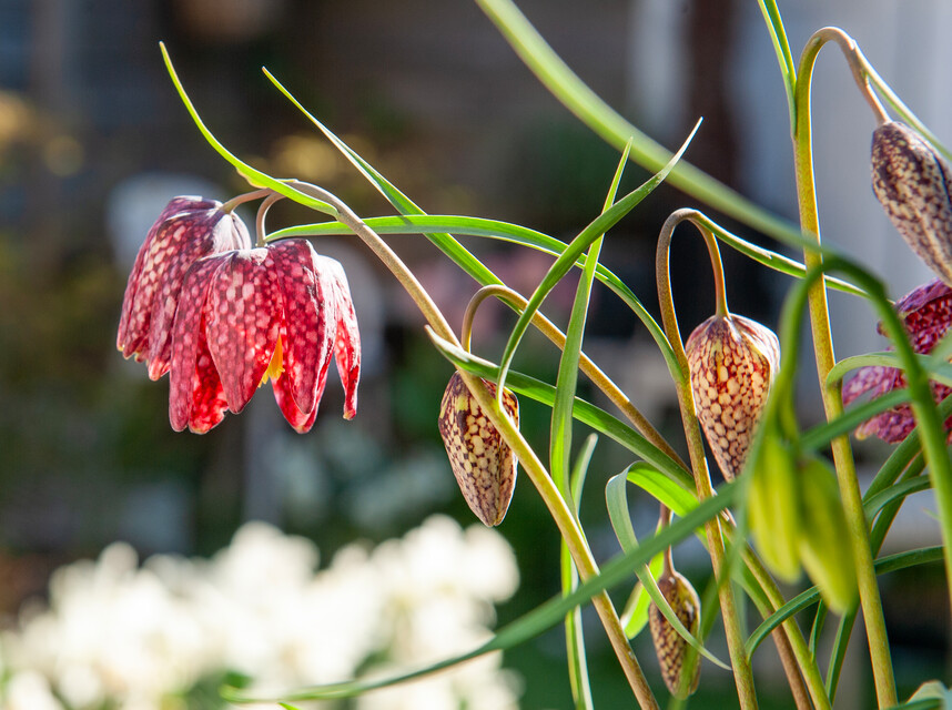 Fritillaria meleagris in miscuglio