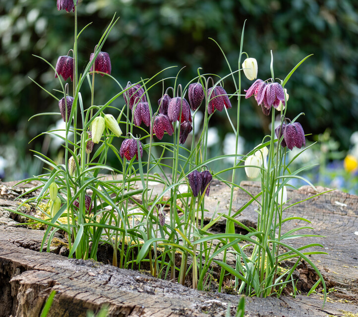 Fritillaria meleagris in miscuglio