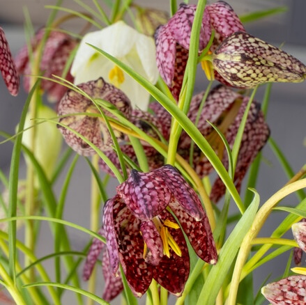 Fritillaria meleagris in miscuglio