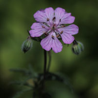 Geranium