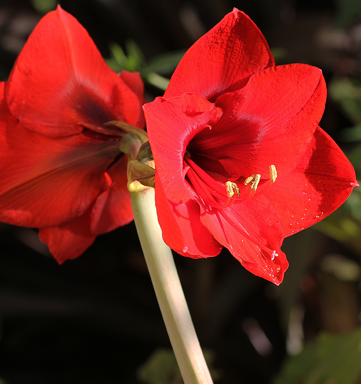 Hippeastrum (A) SCARLET