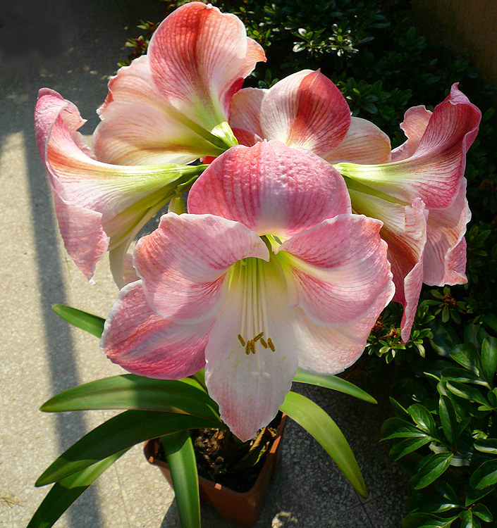 Hippeastrum (A) APPLE BLOSSOM