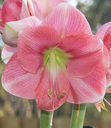 Hippeastrum (A) ROSALIE