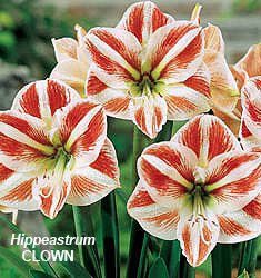 Hippeastrum (Gr.01 Galaxy) CLOWN