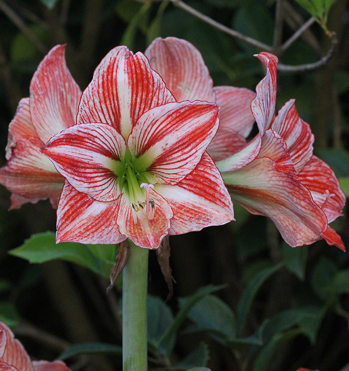 Hippeastrum (Gr.01 Galaxy) CLOWN