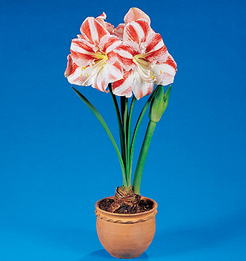 Hippeastrum (Gr.01 Galaxy) CLOWN