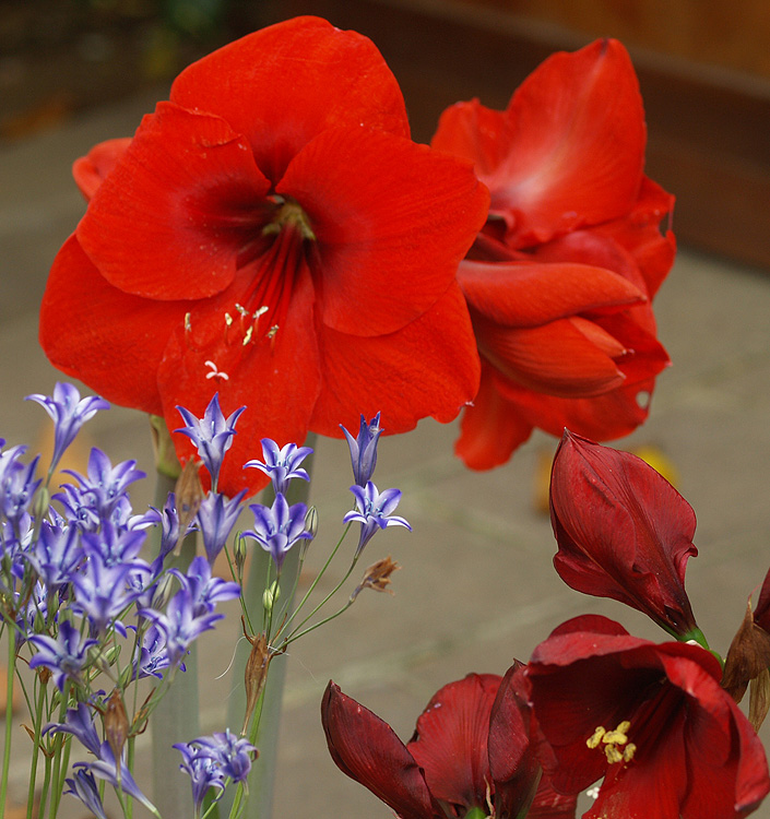 Hippeastrum (Gr.01 Galaxy) LIBERTY