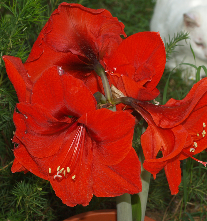Hippeastrum (Gr.01 Galaxy) LIBERTY