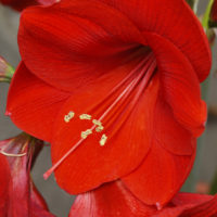 Hippeastrum (A)