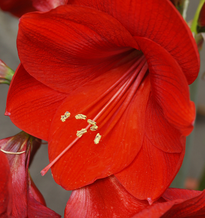 Hippeastrum (Gr.01 Galaxy) LIBERTY