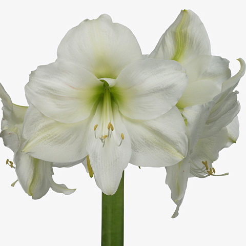 Hippeastrum (A) MONT BLANC