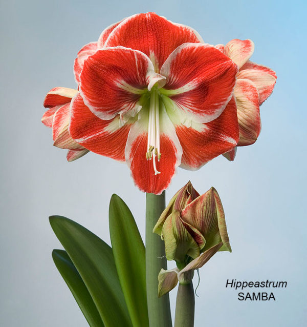 Hippeastrum (Gr.01 Galaxy) SAMBA