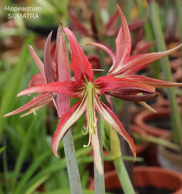Hippeastrum (Gr.07 Spider)   SUMATRA